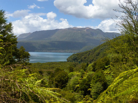 Lake Tarawera view thorugh trees - guided walks and tramps Rotorua
